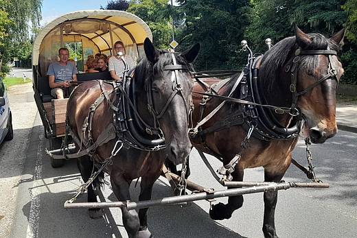 Pferde mit Kutsche am Bauerngärtchen in Bielefeld