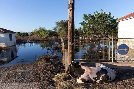 Eine Kuh liegt neben einem überfluteten Grundstück in Thessalien.